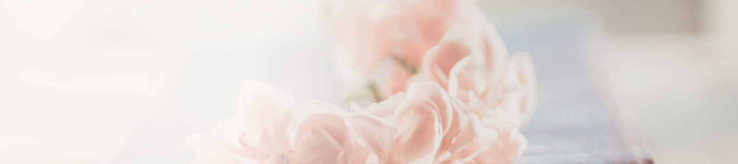 Närbild av mjuka, rosa blommor i ett drömlikt ljus.
